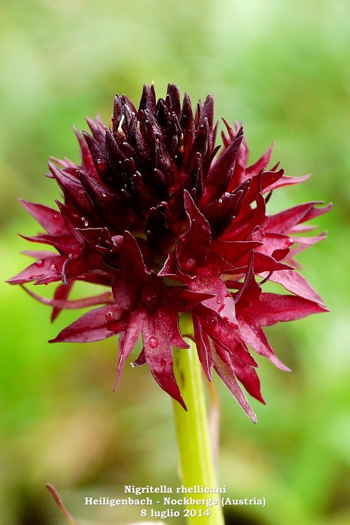 Le Nigritella endemiche delle Alpi austriache  luglio 2014